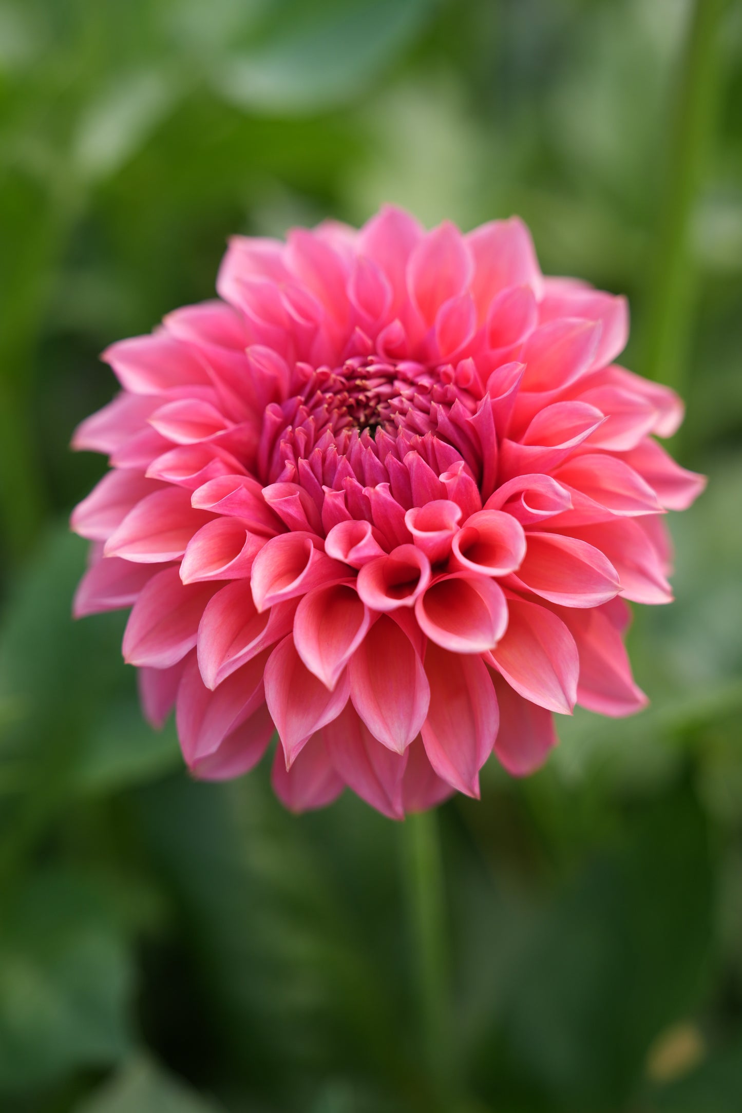 RM PINK SUGAR