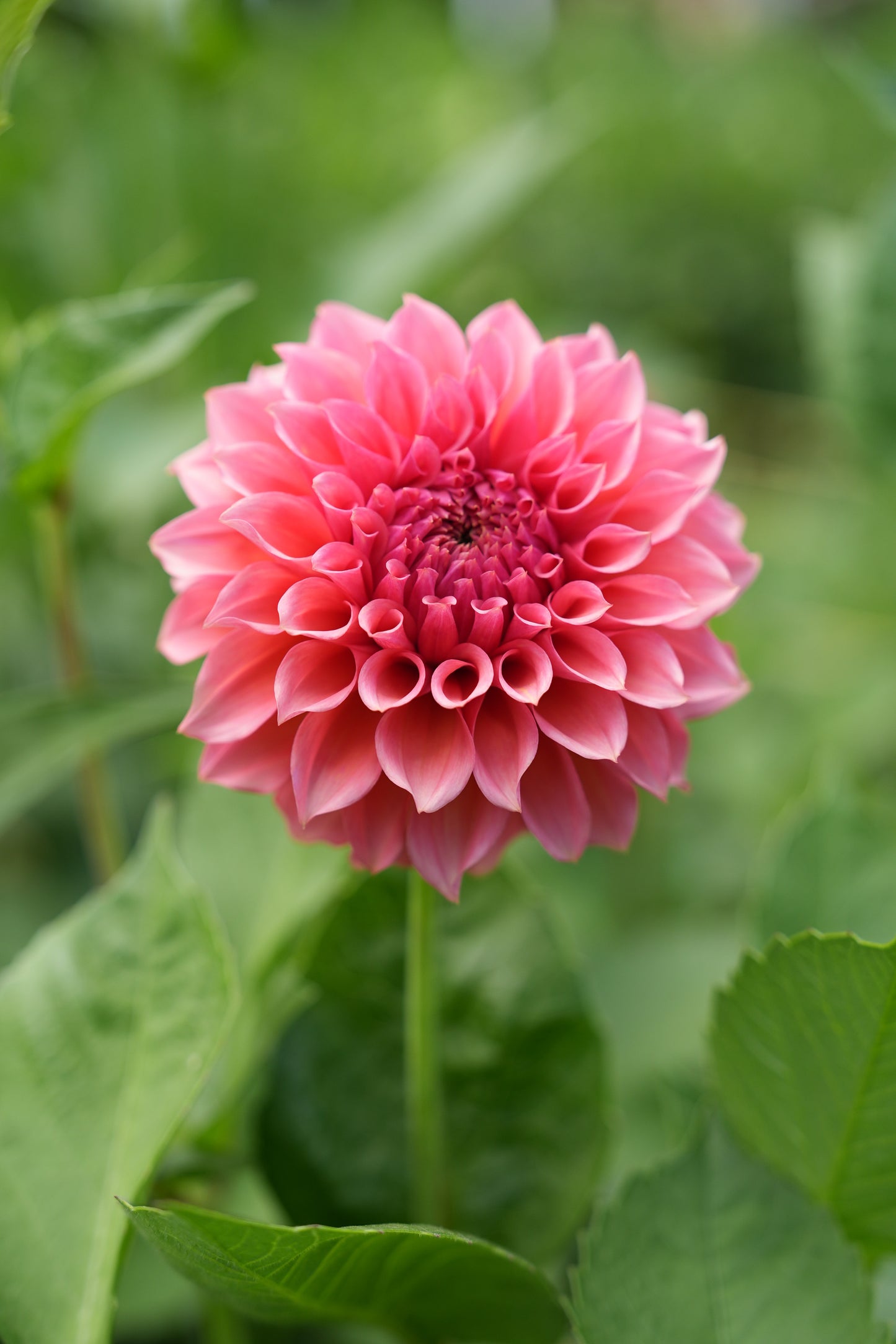 RM PINK SUGAR