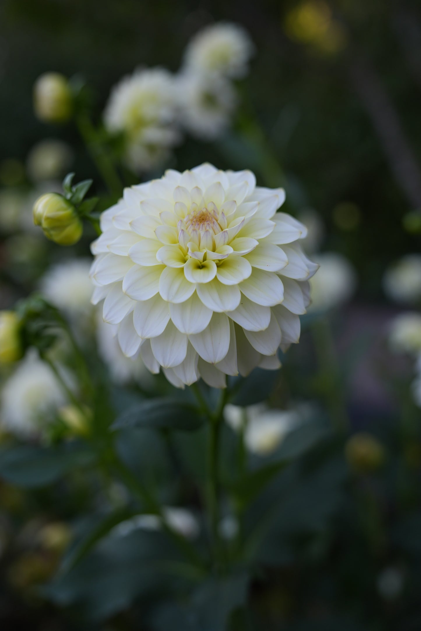 RM LEMON ICE - NEW 2026!