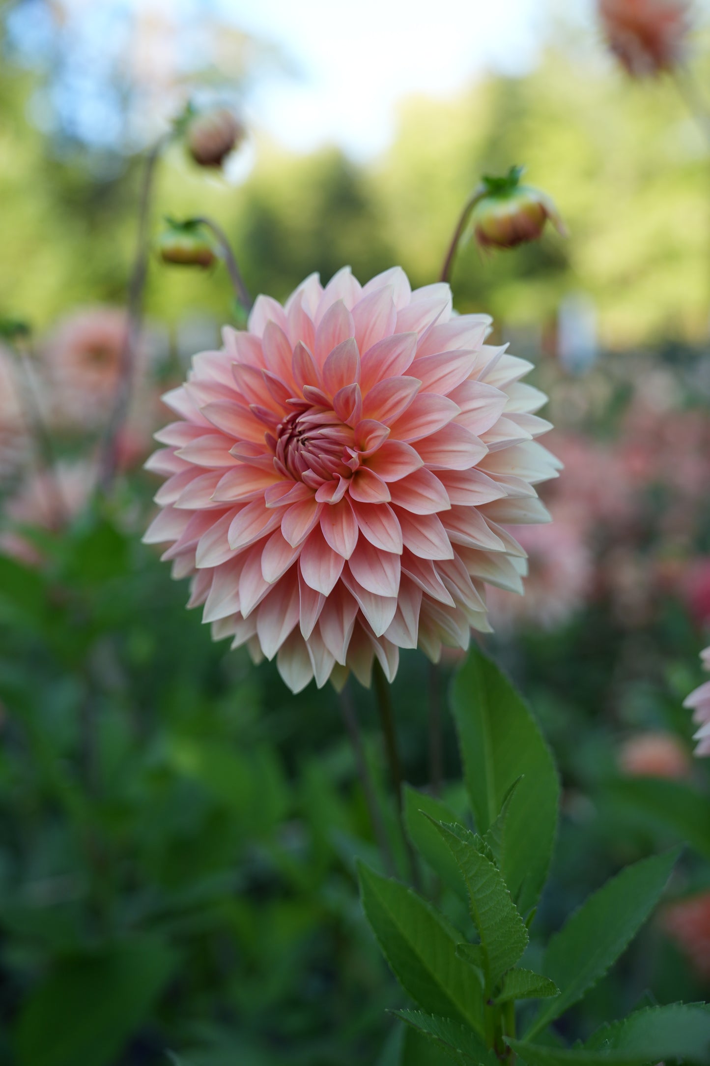 RM PEACH FLAIR