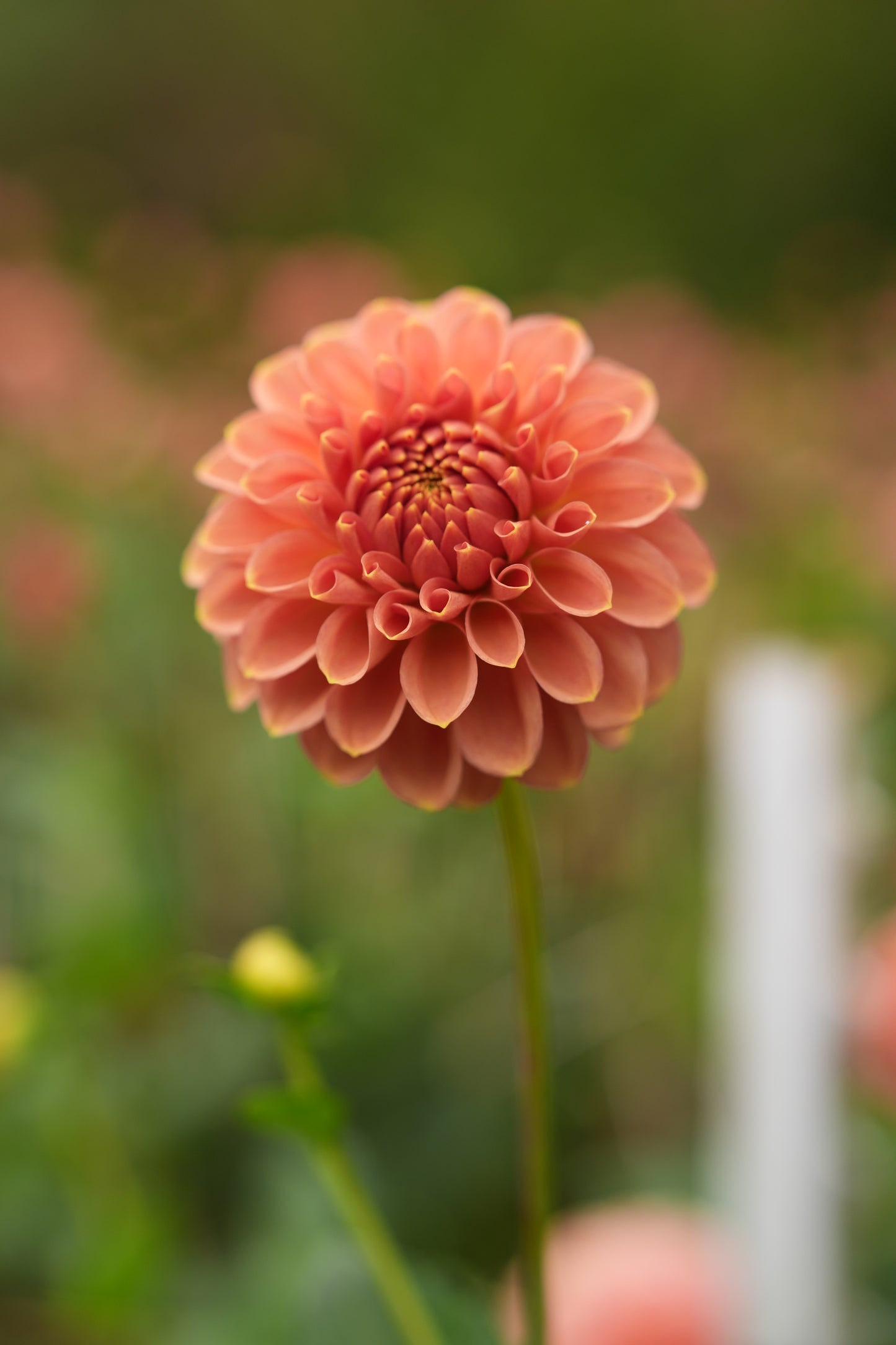 RM COPPER SHIMMER - NEW 2026!