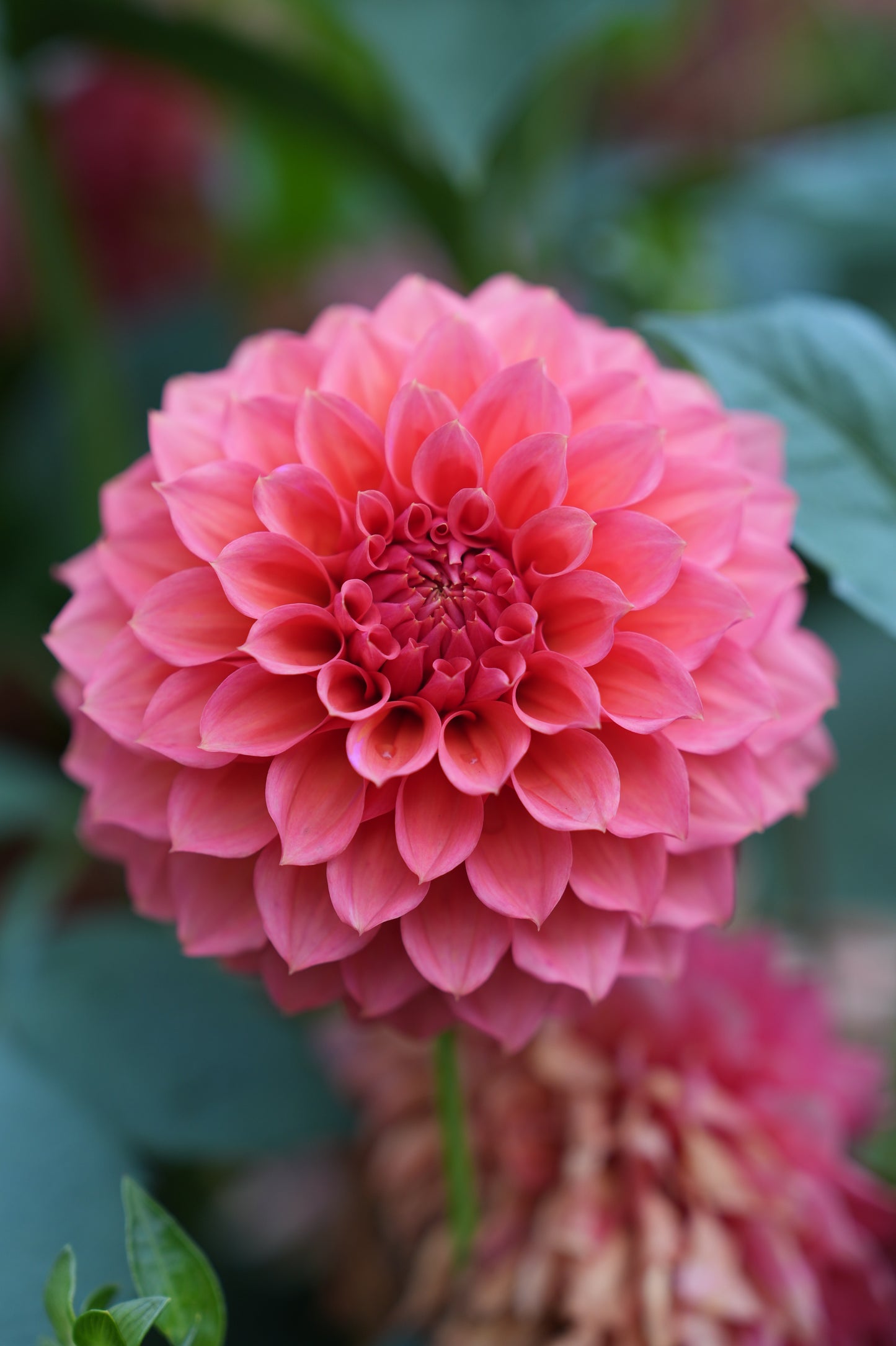 RM PINK SUGAR