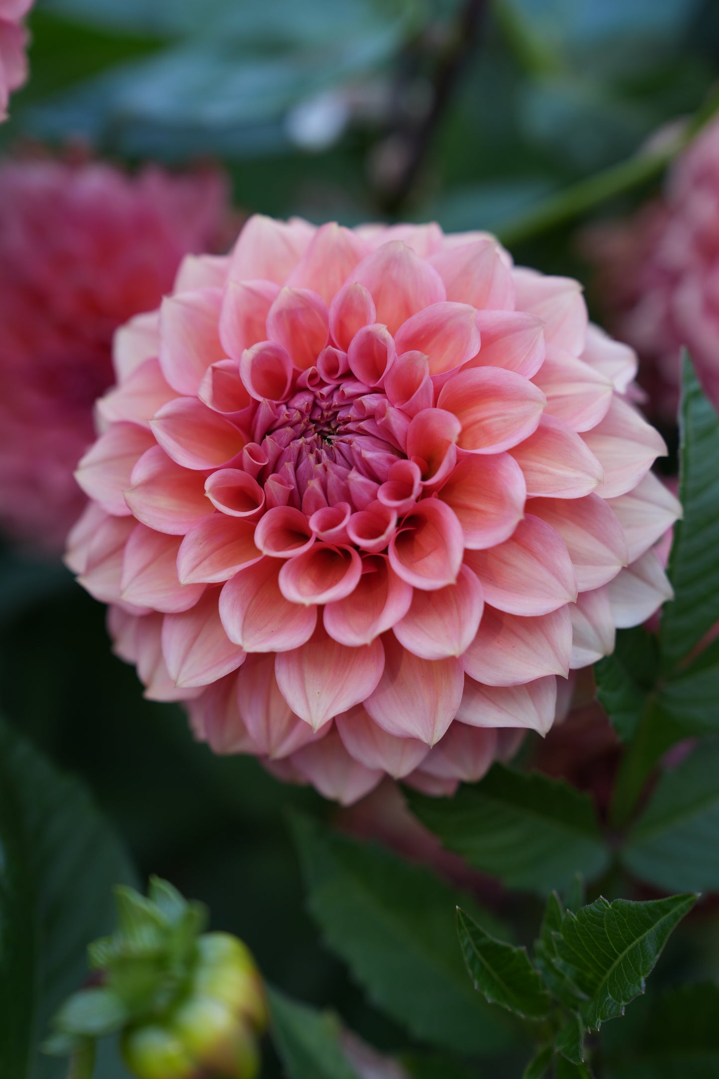 RM PINK SUGAR