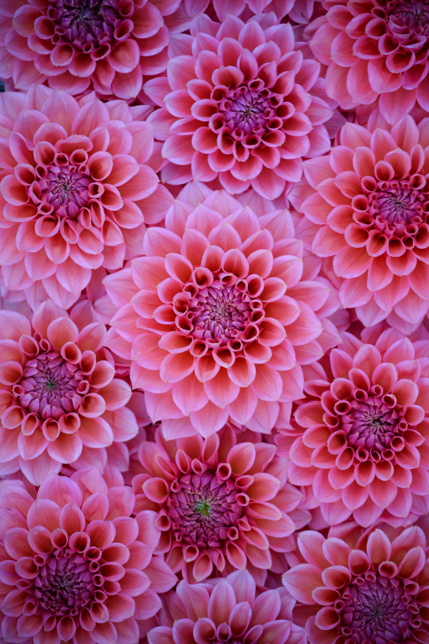 RM PINK SUGAR