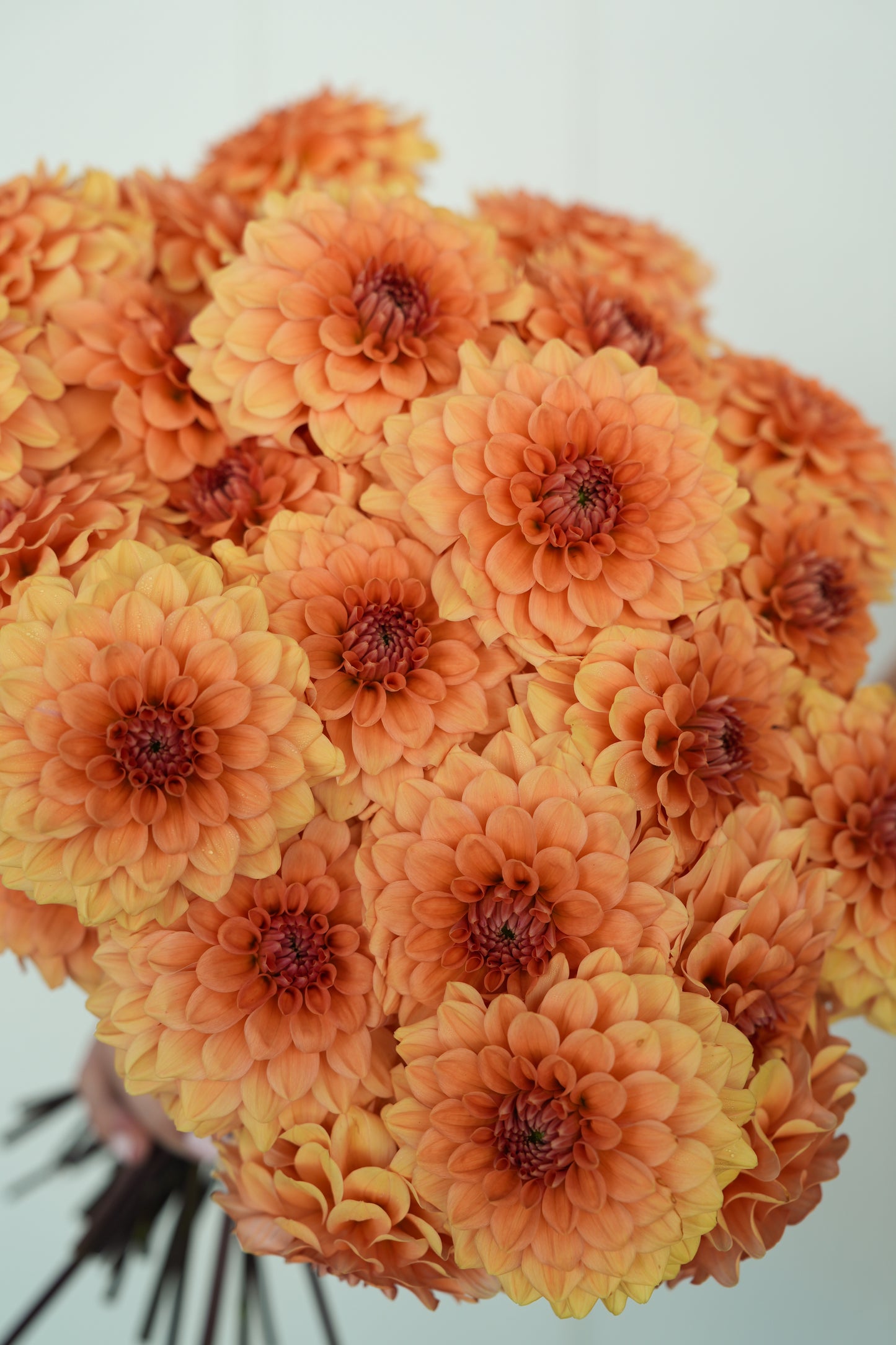 RM SUMMER SOLSTICE - NEW 2026!