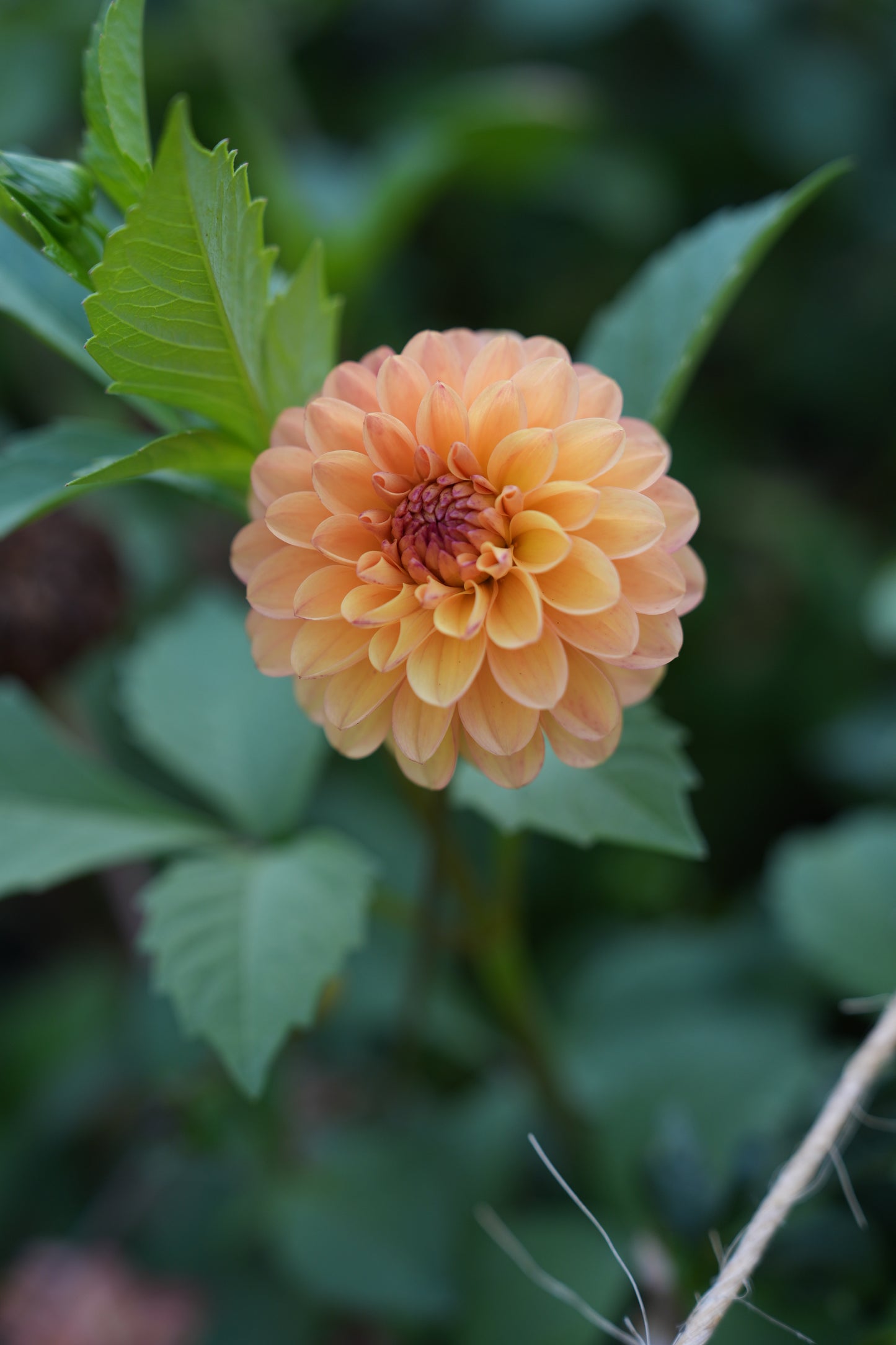 RM TOUCAN - NEW 2026!