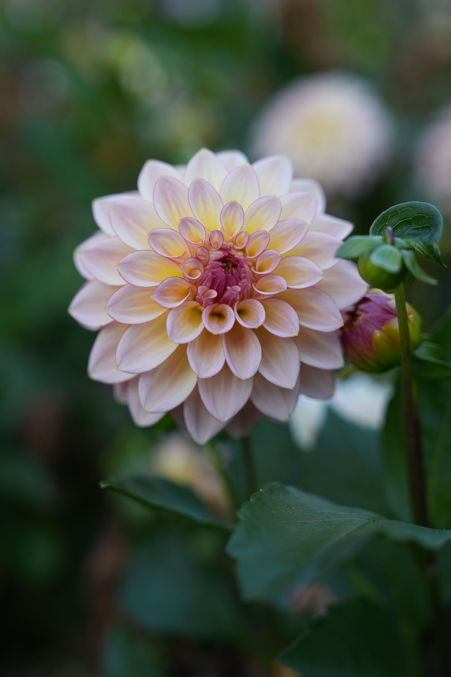 RM WARMTH - NEW 2026!