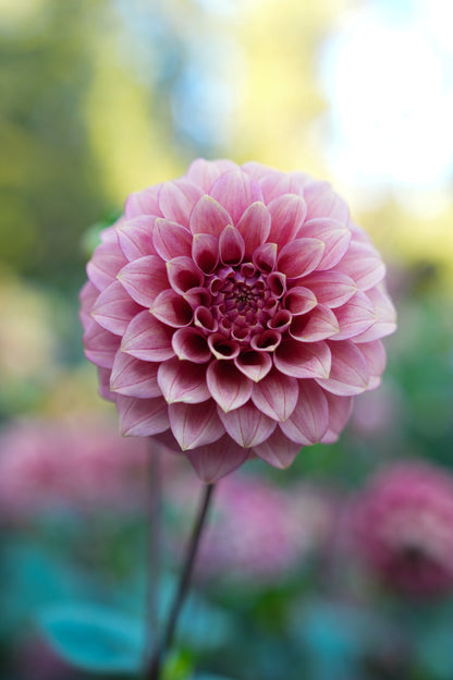 RM SMOKESHOW - NEW 2026!