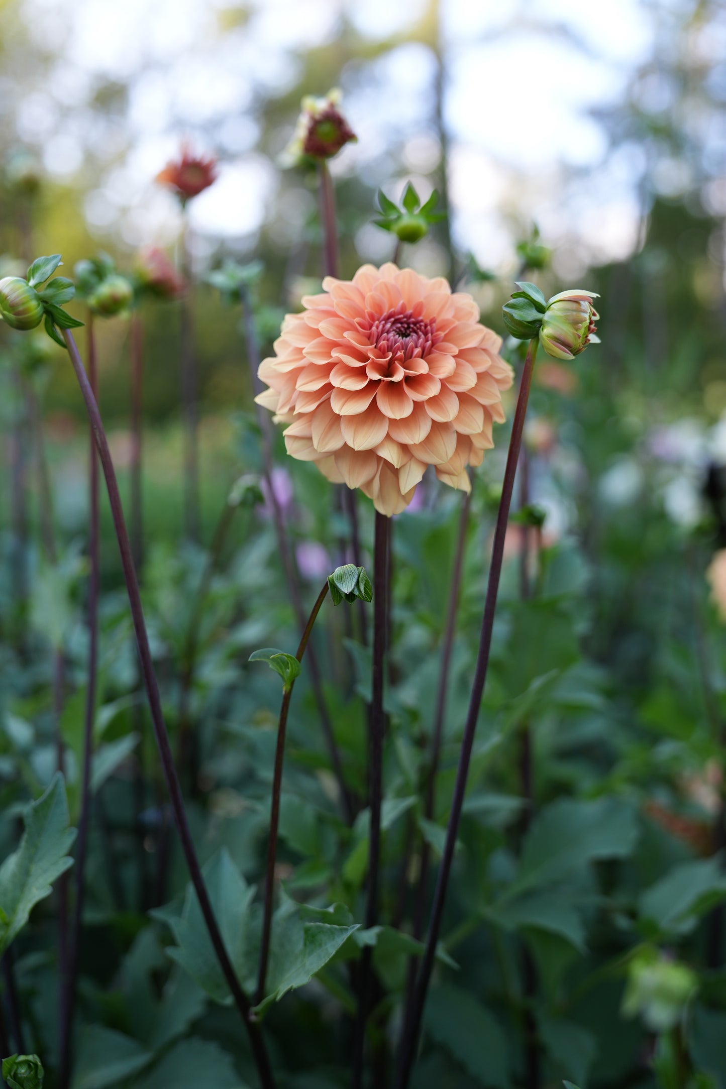 RM SUMMER SOLSTICE - NEW 2026!