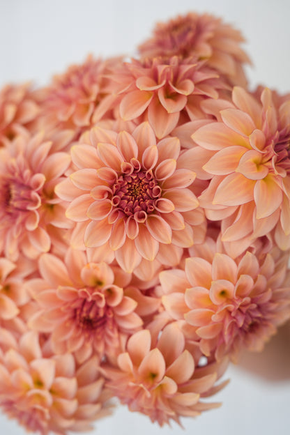 RM MIRAGE - NEW 2026!