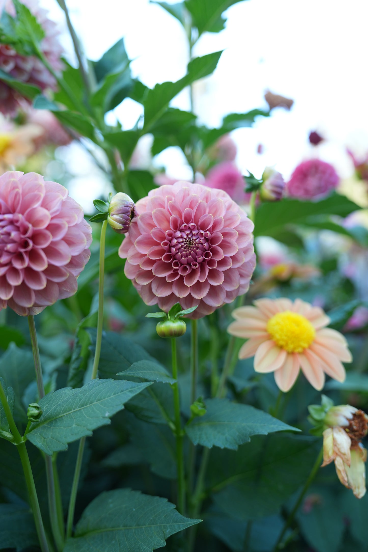 RM COPPER SHIMMER - NEW 2026!