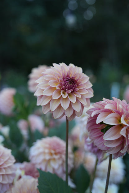 RM MIRAGE - NEW 2026!