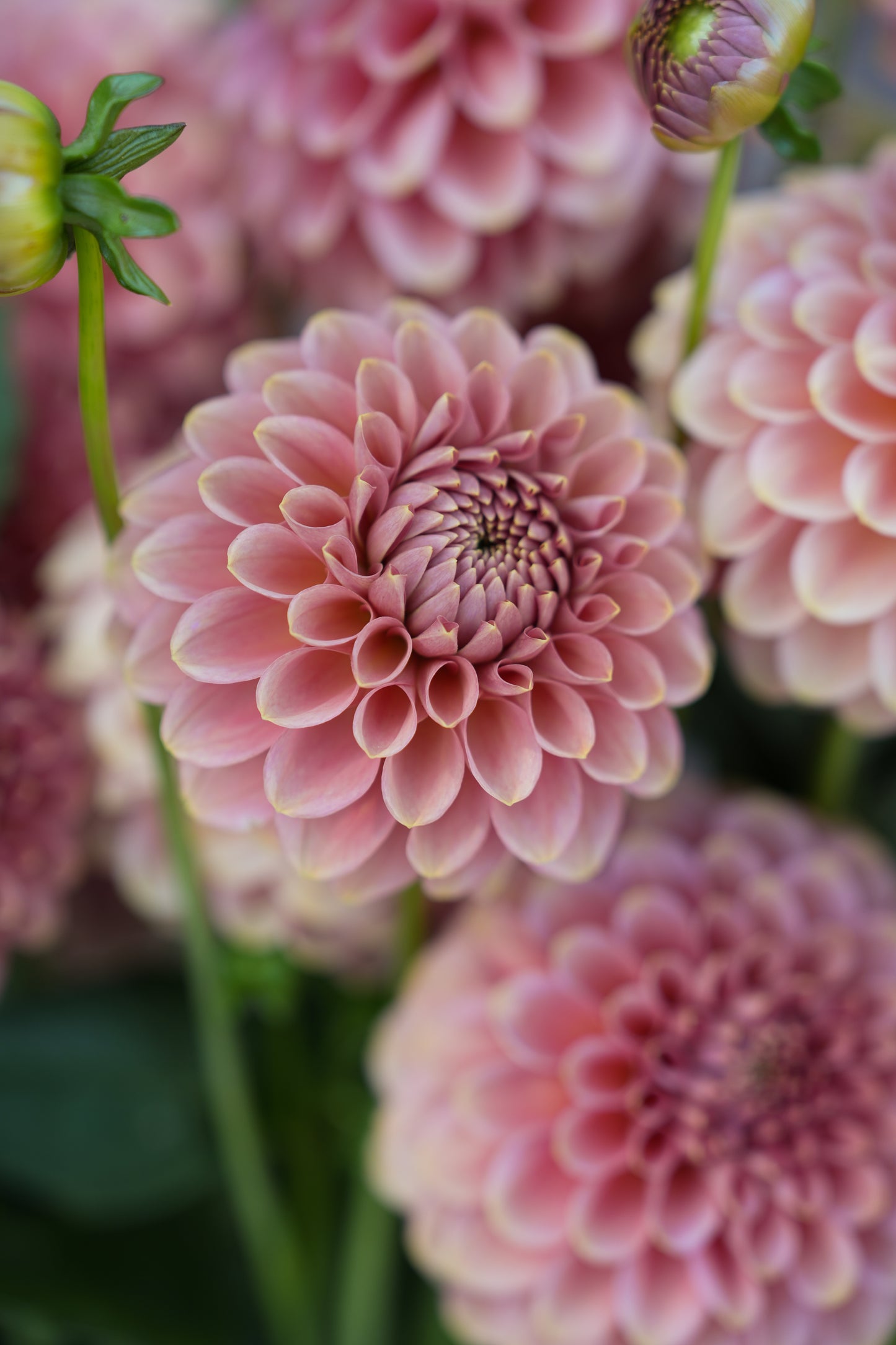 RM COPPER SHIMMER - NEW 2026!