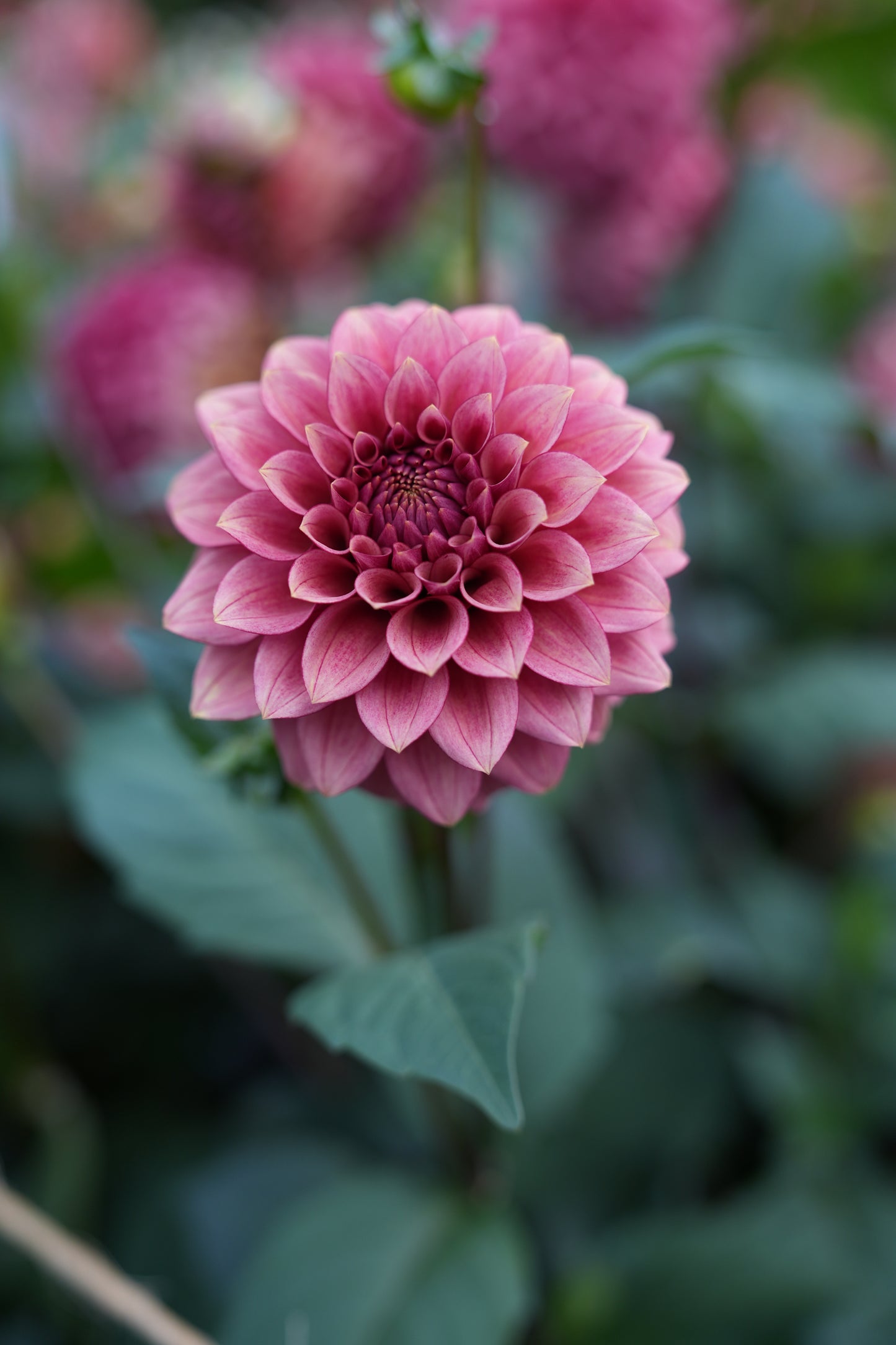 RM SMOKESHOW - NEW 2026!