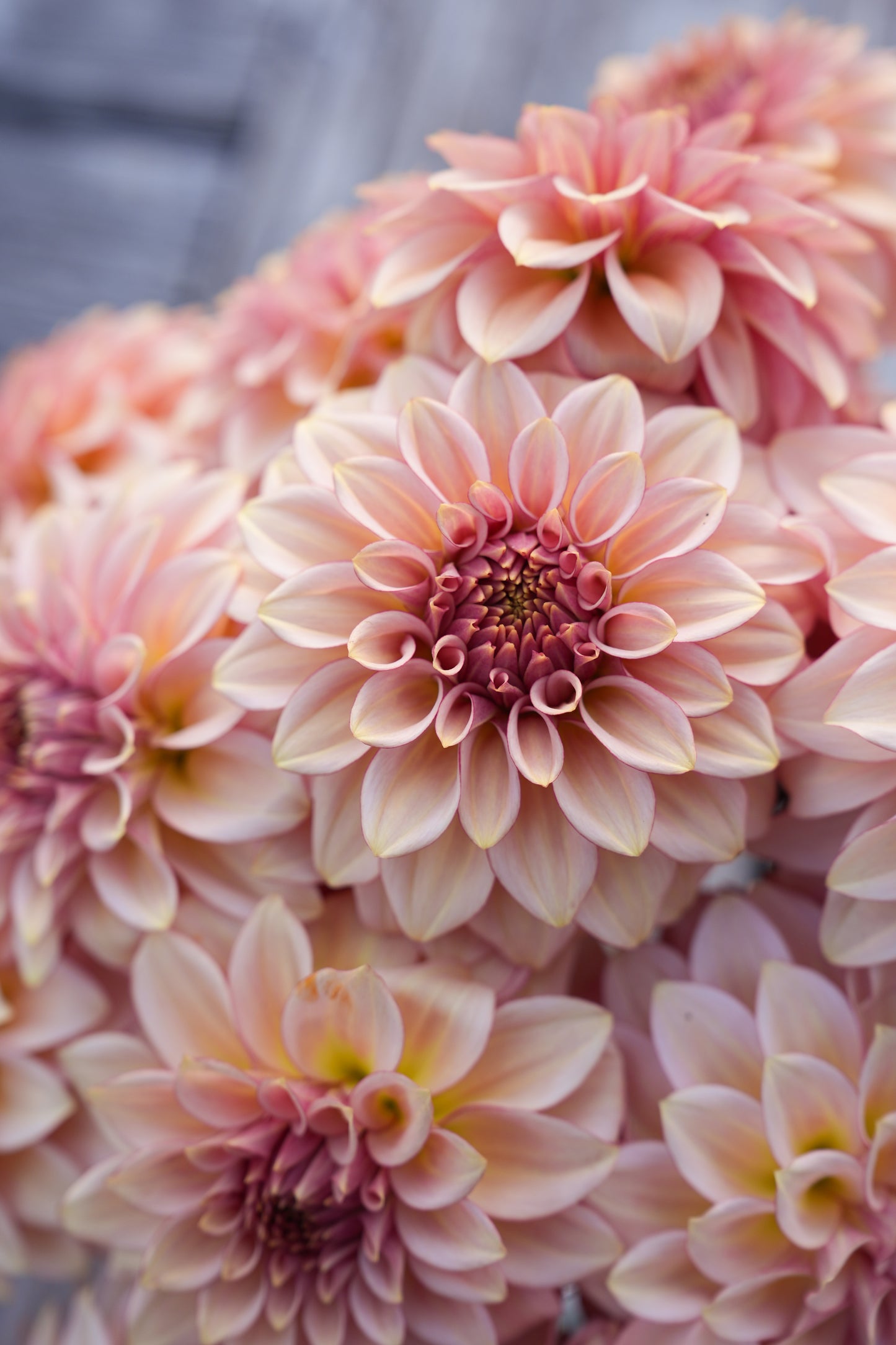 RM MIRAGE - NEW 2026!