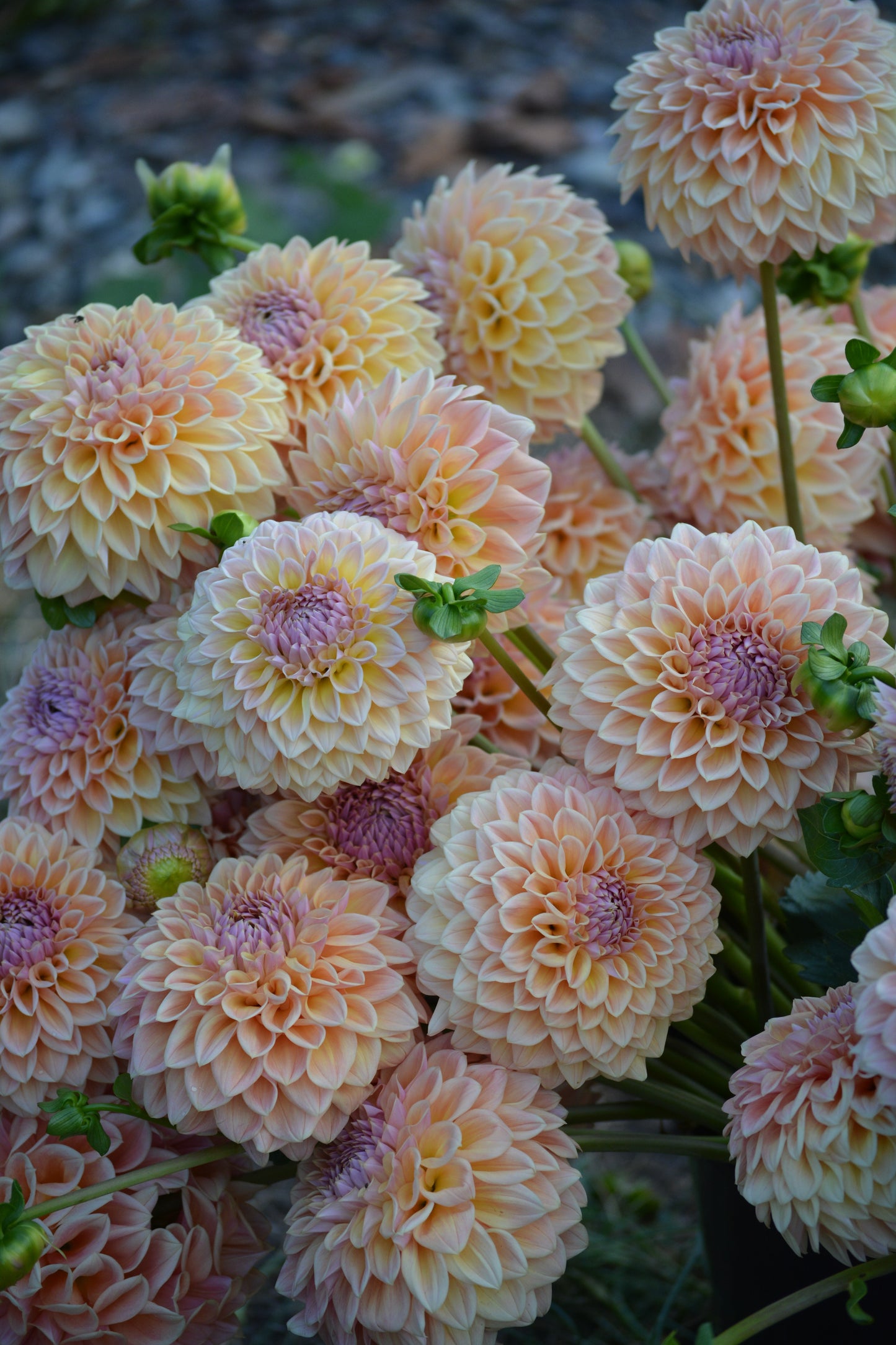 Bucket of RM Summer Haze blooms