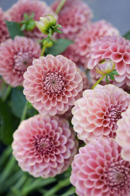 RM COPPER SHIMMER - NEW 2026!