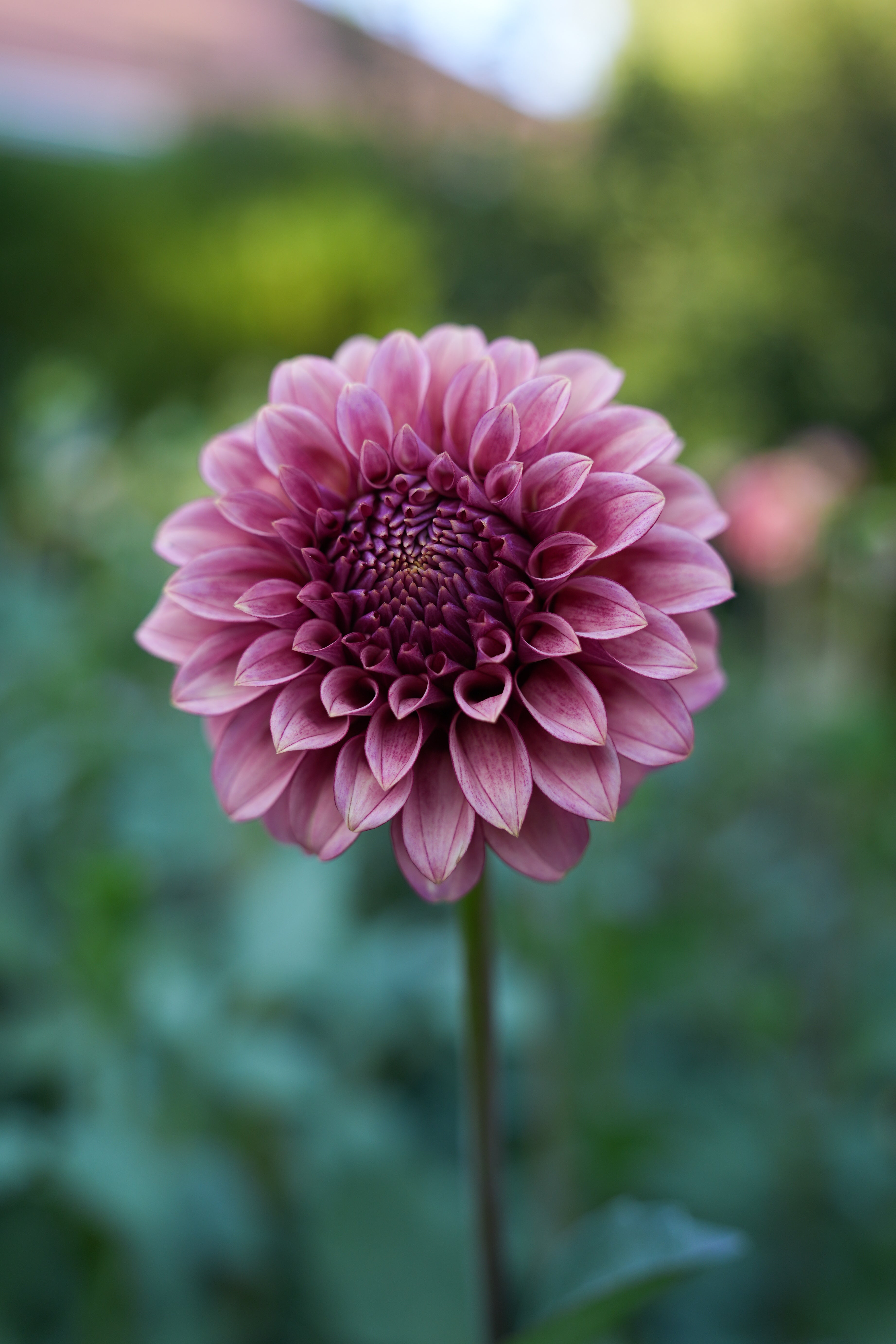 RM SMOKESHOW - NEW 2026! – River Merle Farm