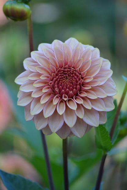 RM MIRAGE - NEW 2026!