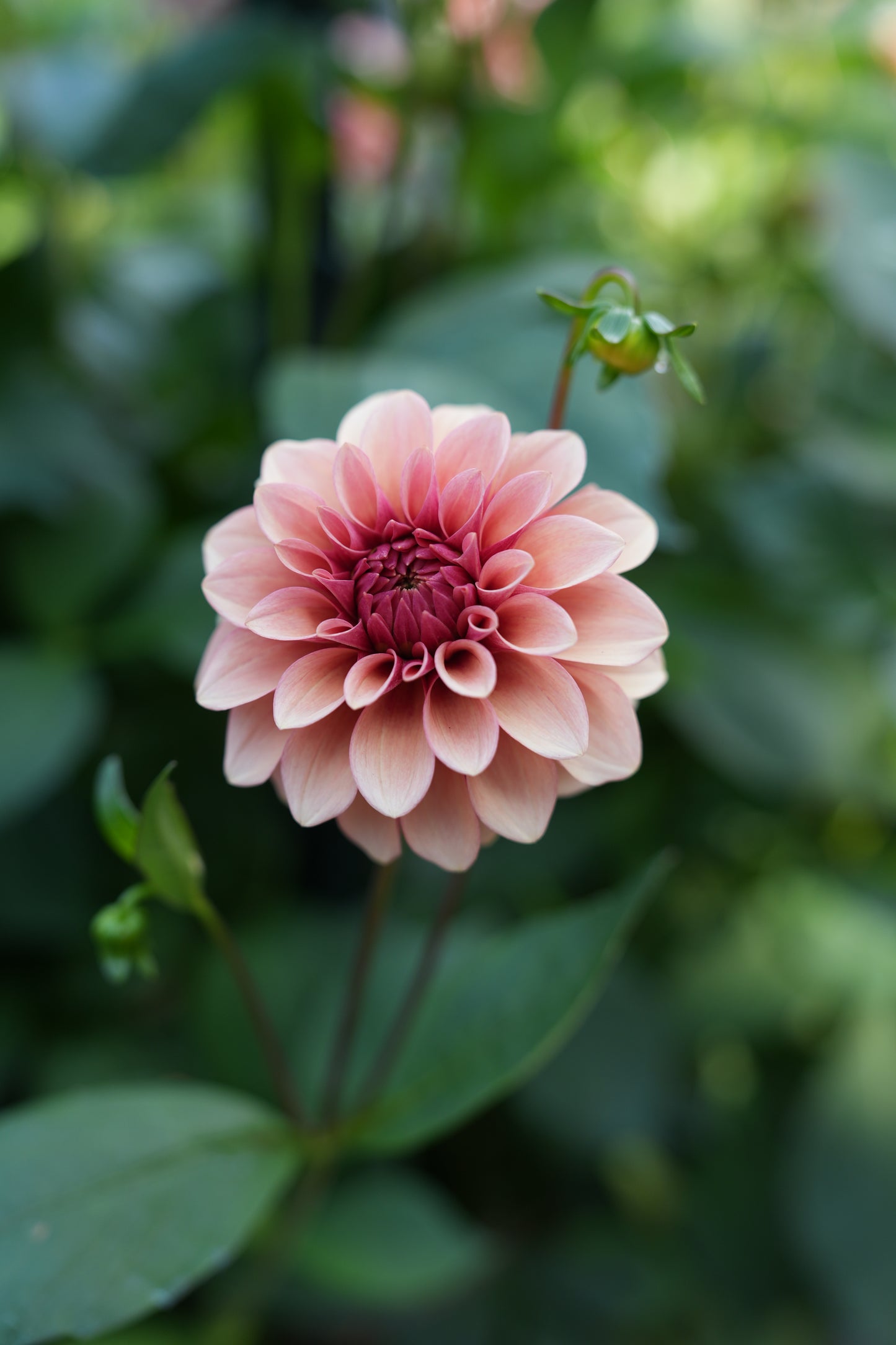 RM ROSE GOLD - NEW 2026!