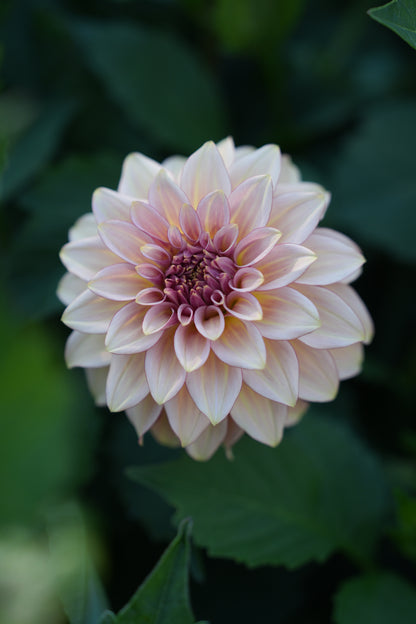 RM MIRAGE - NEW 2026!