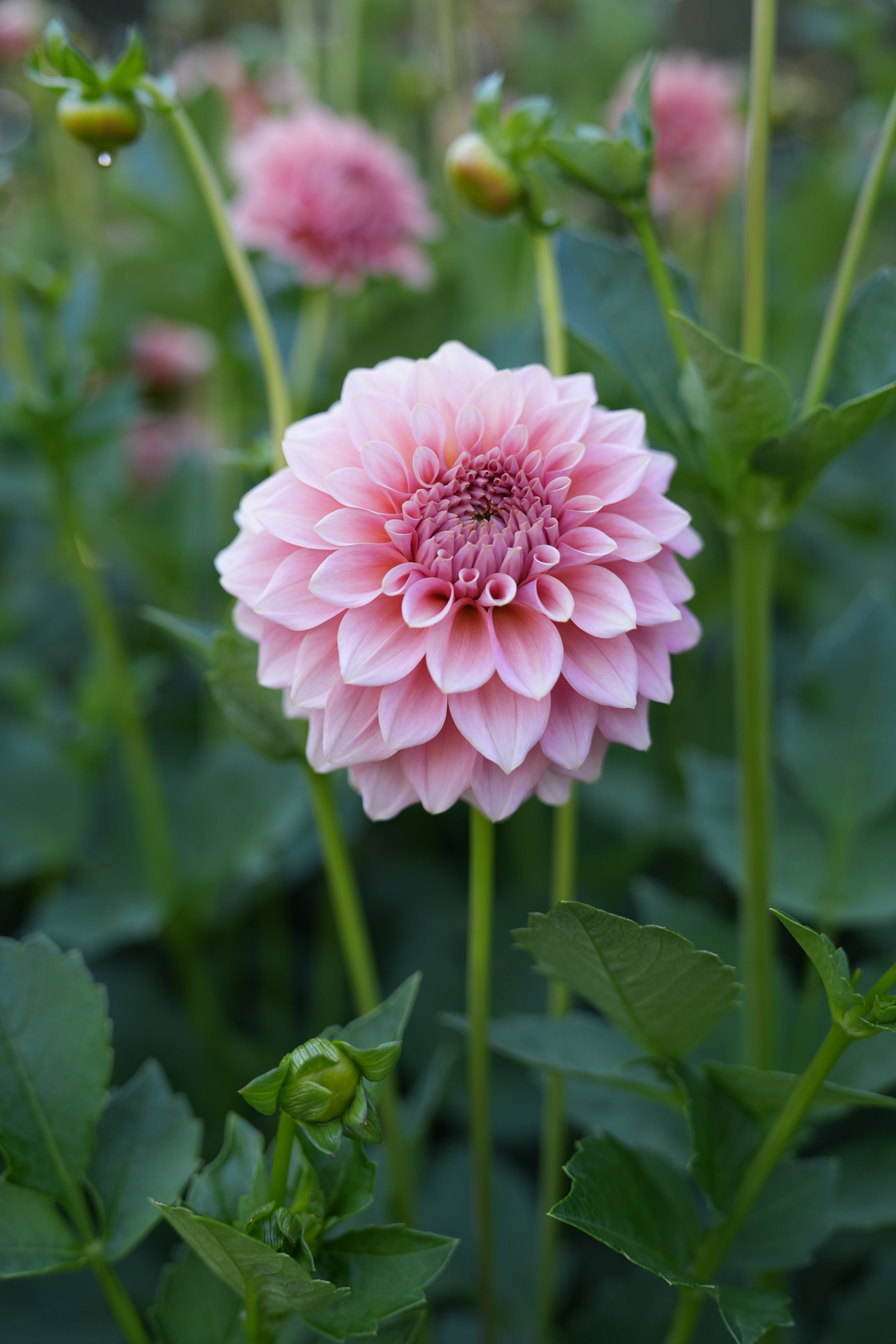 RM PEACHY PINK - NEW 2026! - LIMIT 1 – River Merle Farm
