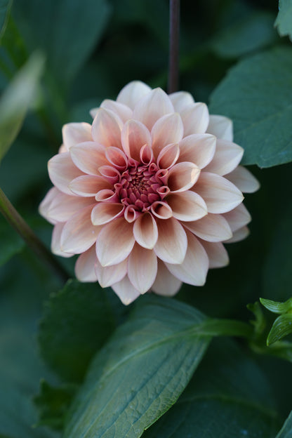 RM ROSE GOLD - NEW 2026!