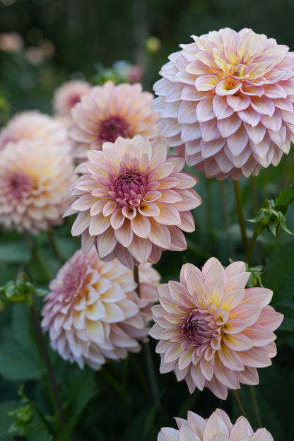 RM MIRAGE - NEW 2026!