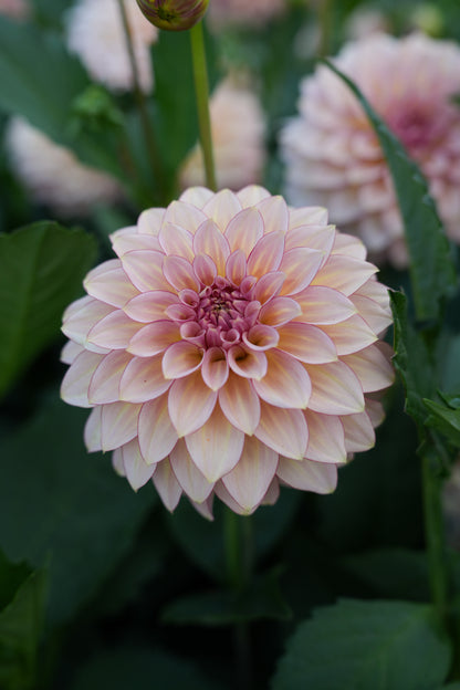 RM MIRAGE - NEW 2026!