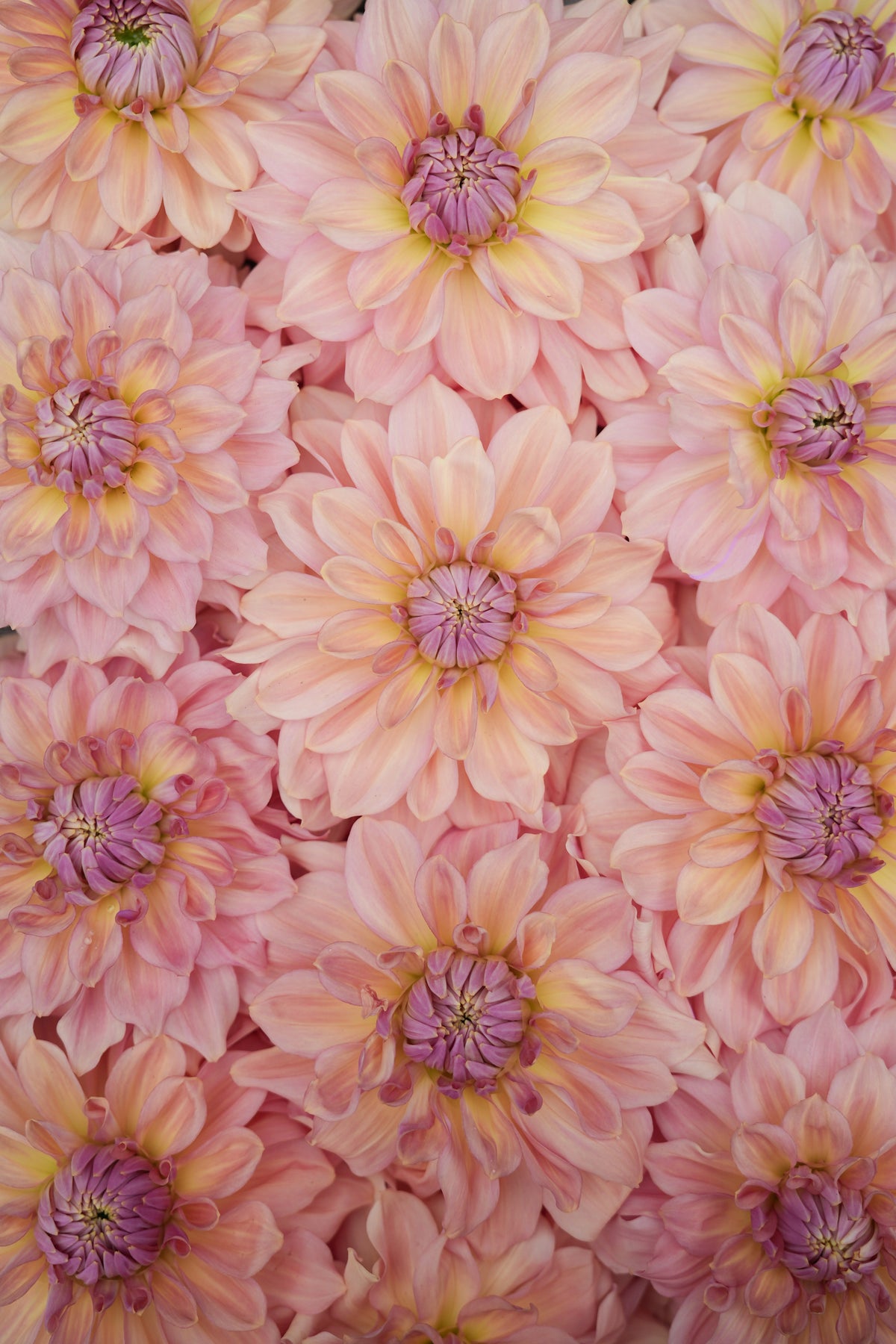 RM HONEY BLUSH - NEW 2027!