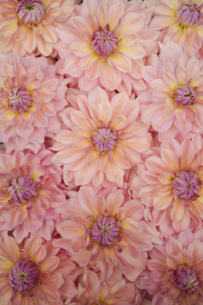 RM HONEY BLUSH - NEW 2027!