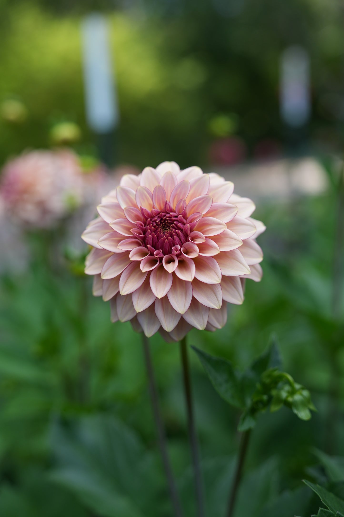 RM MIRAGE - NEW 2026!