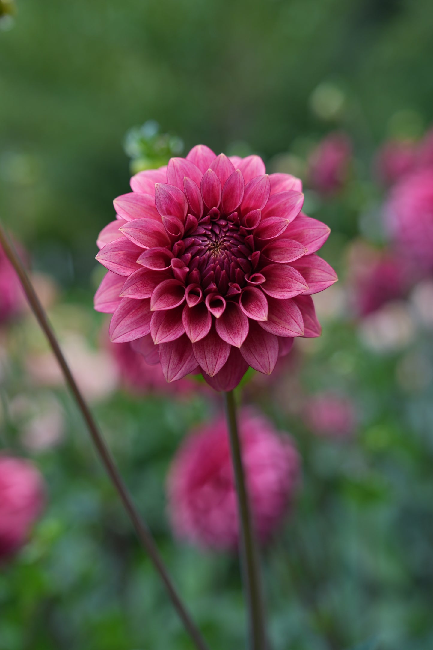 RM SMOKESHOW - NEW 2026!