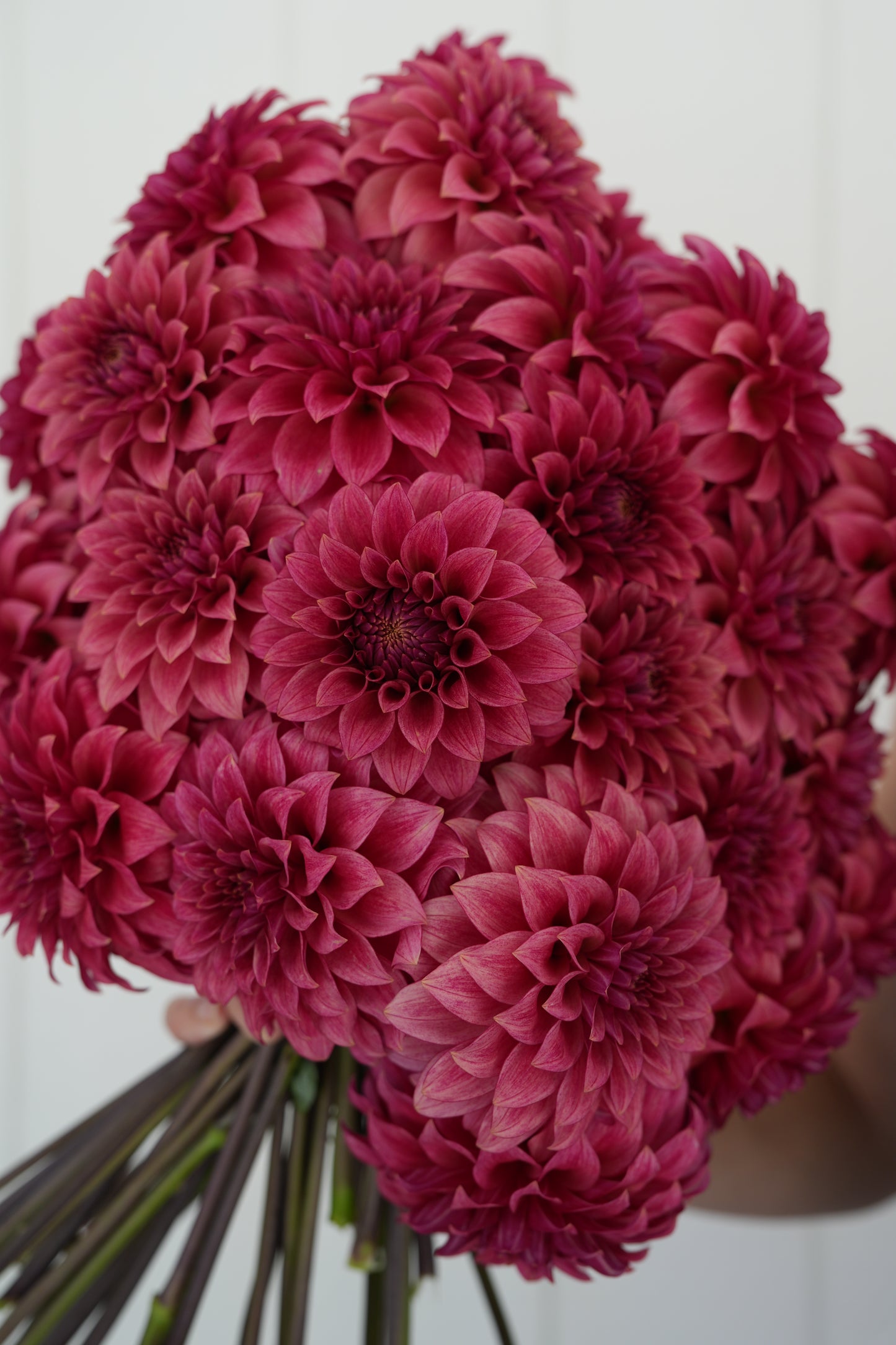 RM SMOKESHOW - NEW 2026!