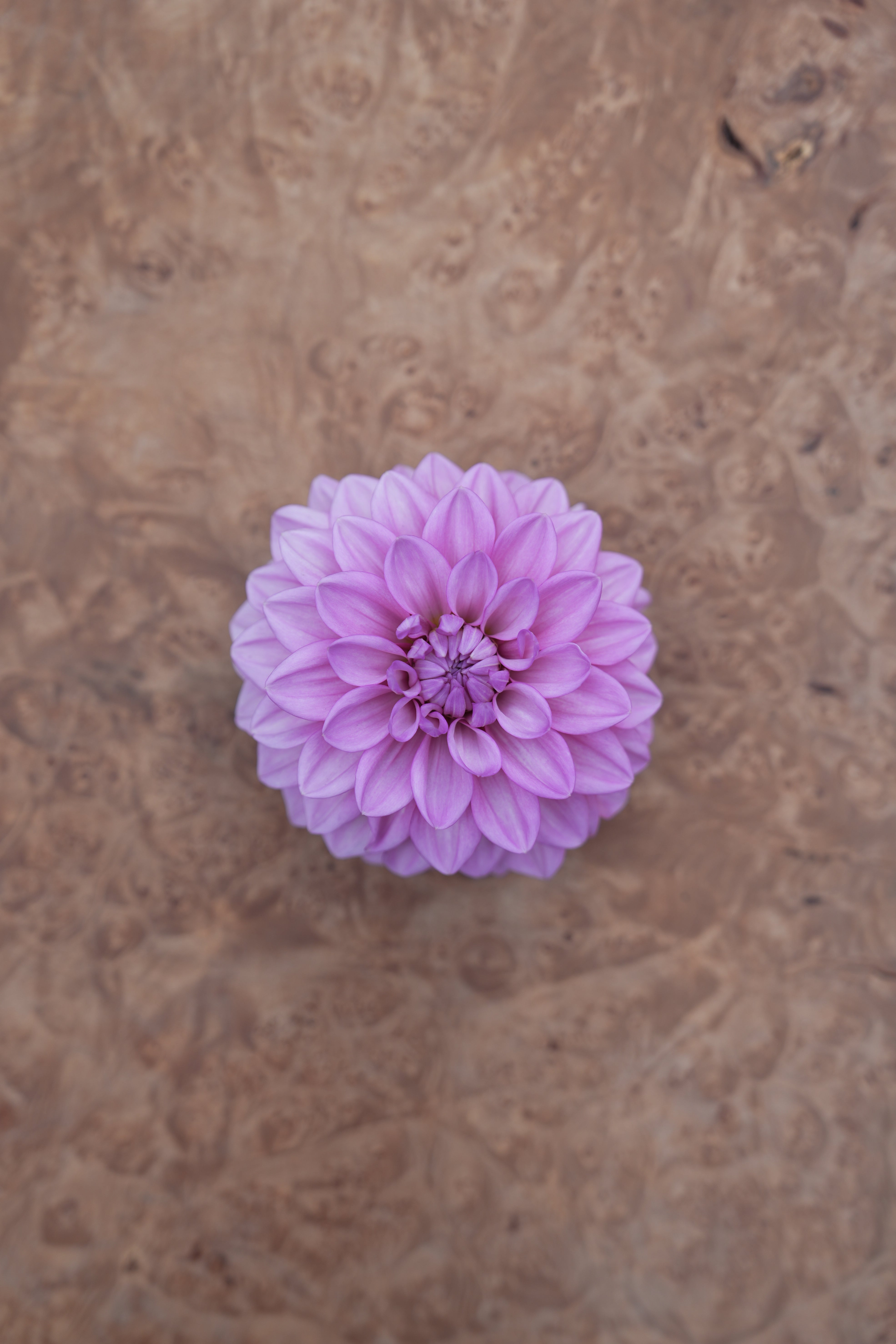 RM MOONLIGHT – River Merle Farm