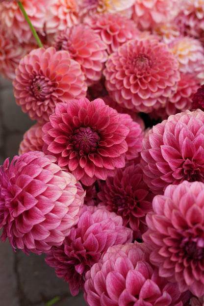 RM SMOKESHOW - NEW 2026!