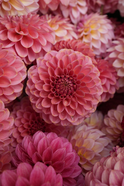 RM COPPER SHIMMER - NEW 2026!