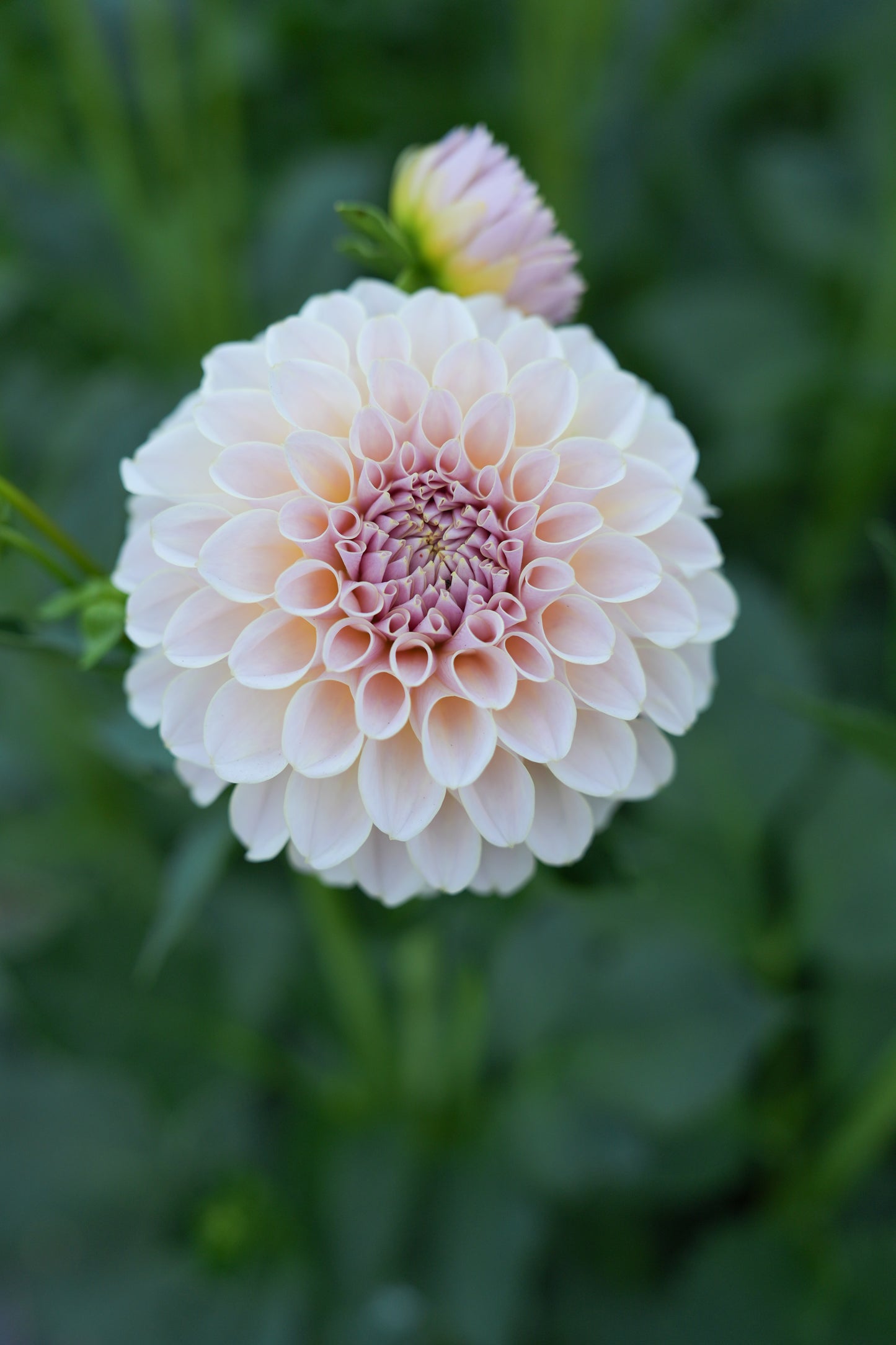 KA’S® CINDER ROSE