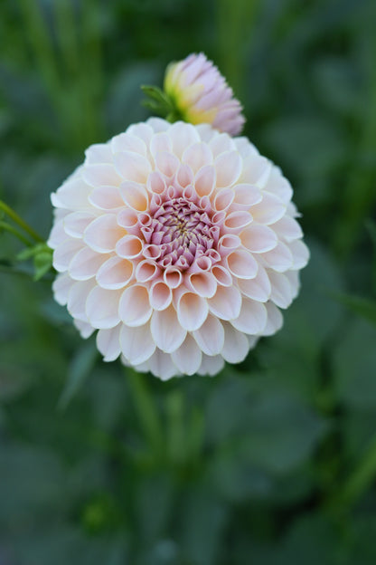 KA’S® CINDER ROSE