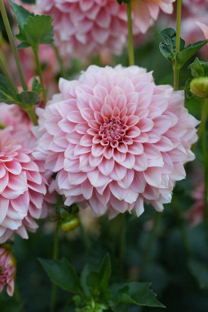 RM PEACHY PINK - NEW 2026!