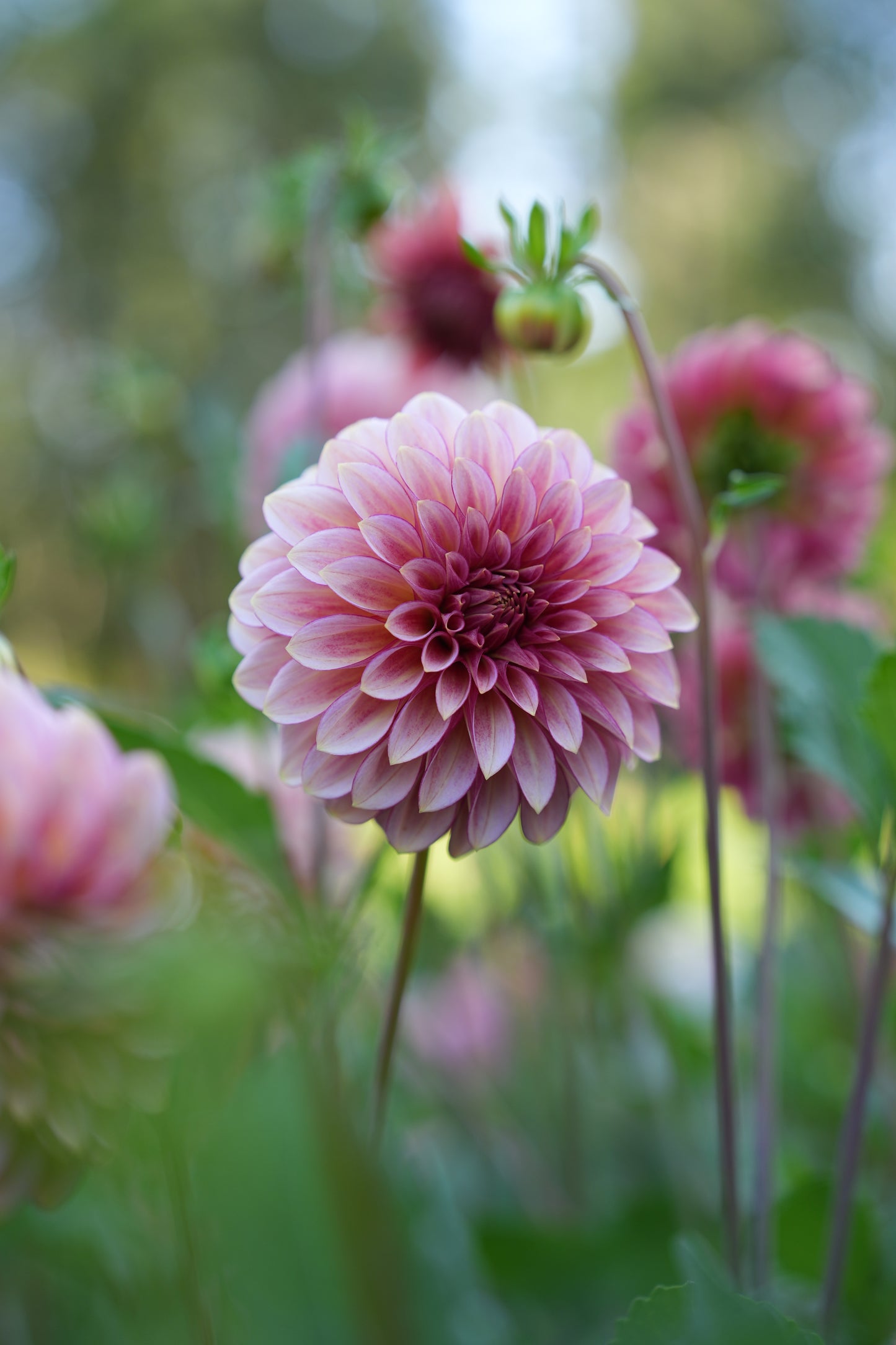 RM RASPBERRY TWINKLE