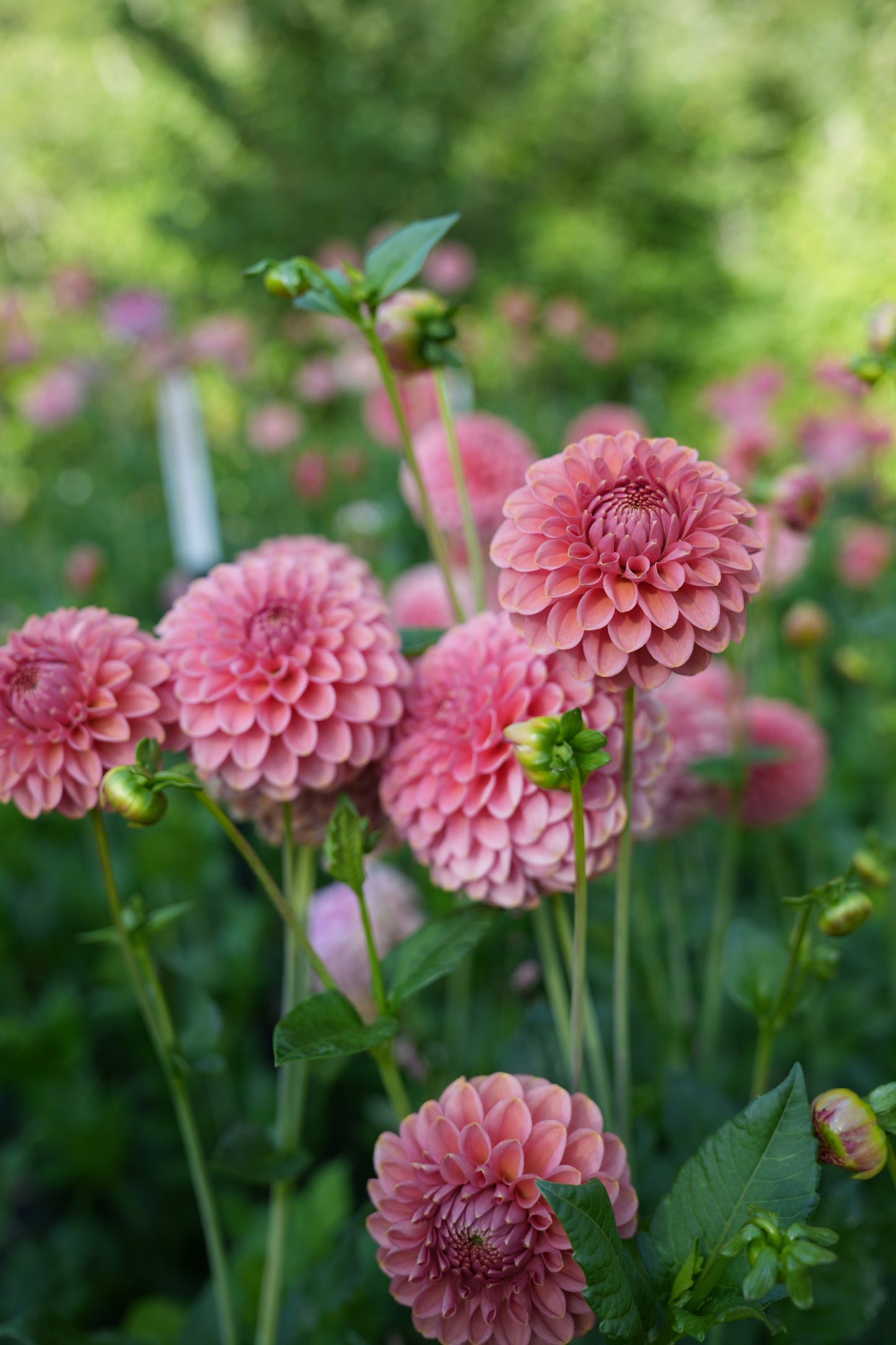 RM COPPER SHIMMER - NEW 2026!