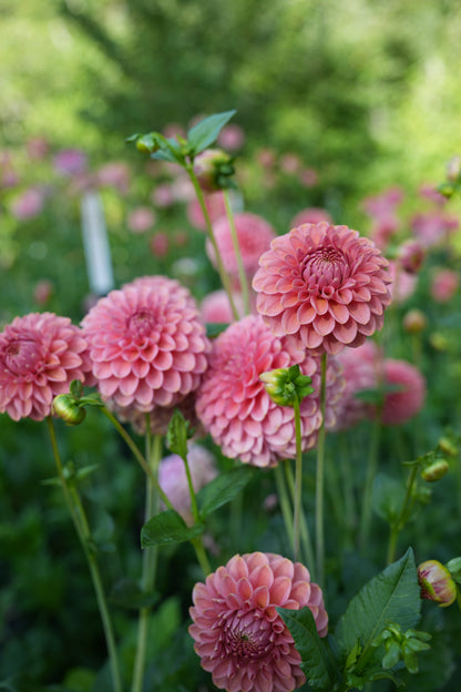 RM COPPER SHIMMER - NEW 2026!