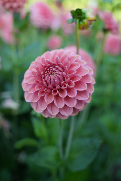 RM COPPER SHIMMER - NEW 2026!