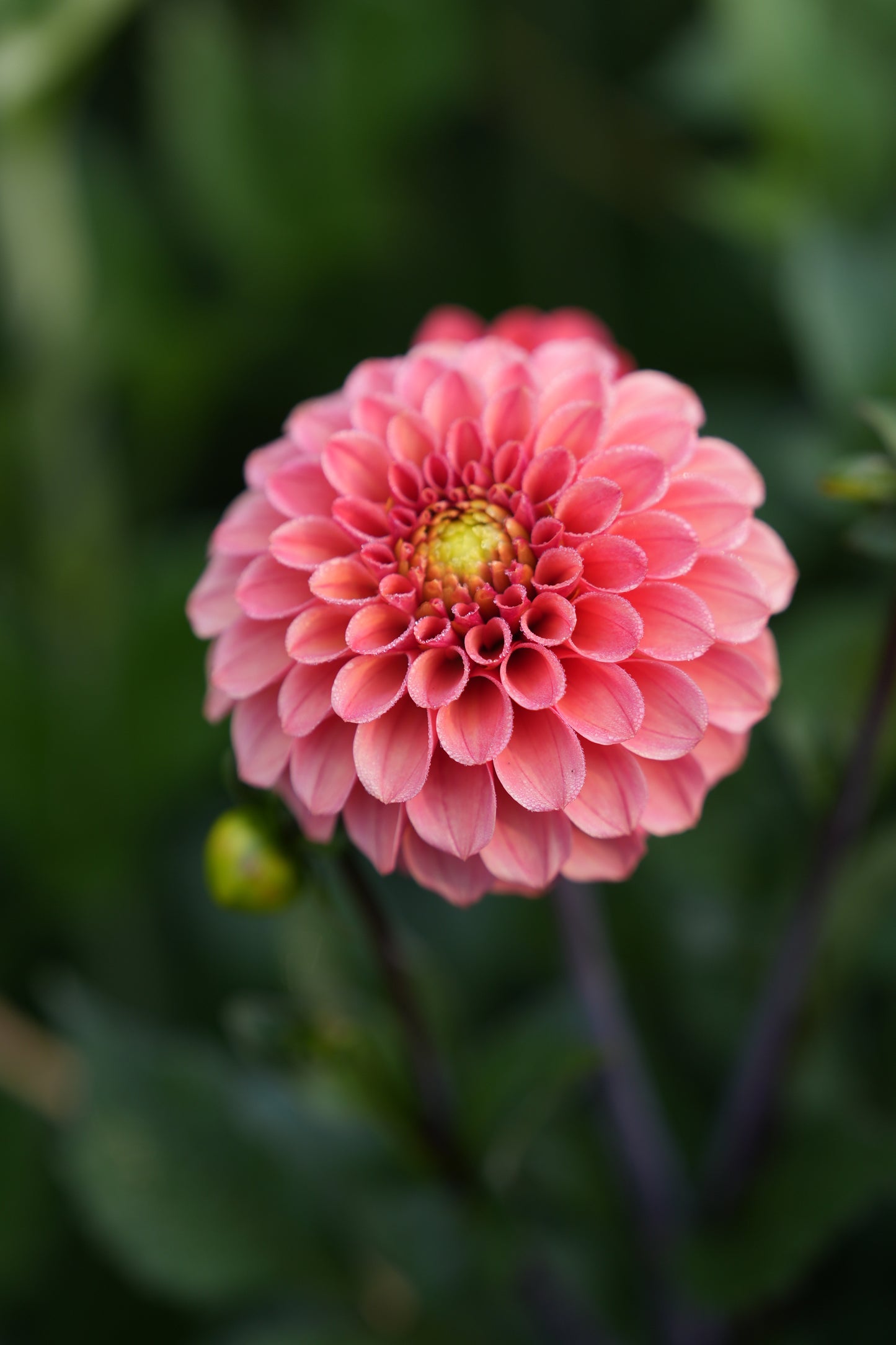 RM RIANN - NEW 2026! - LIMIT 1