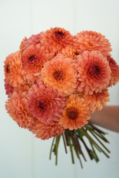 RM TOUCAN - NEW 2026!