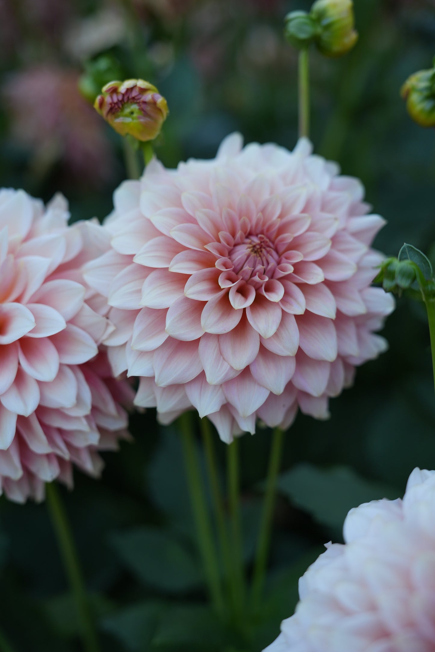 RM PEACHY PINK - NEW 2026!