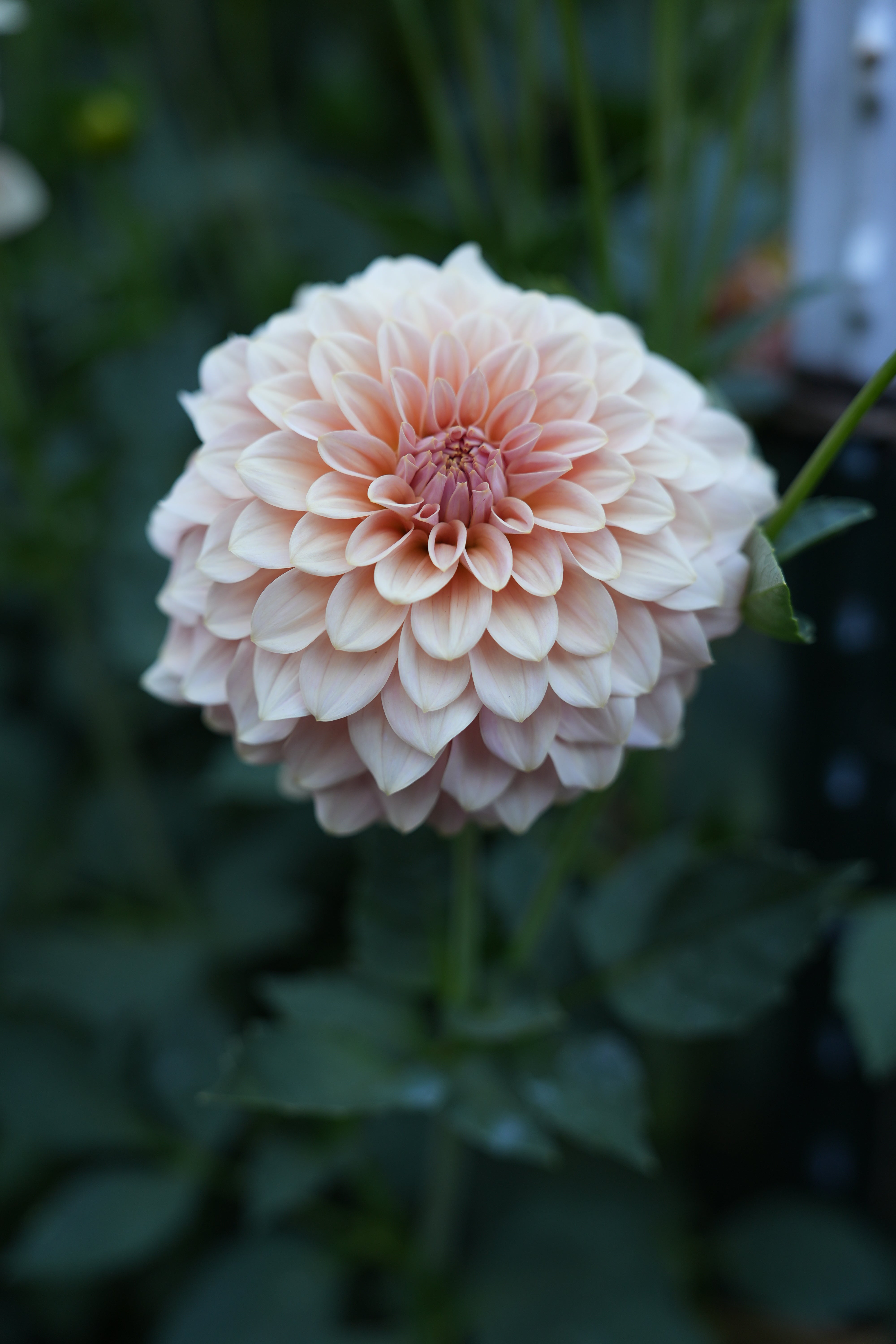 RM PEACHY PINK - NEW 2026! - LIMIT 1 – River Merle Farm