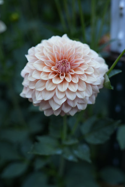 RM PEACHY PINK - NEW 2026!