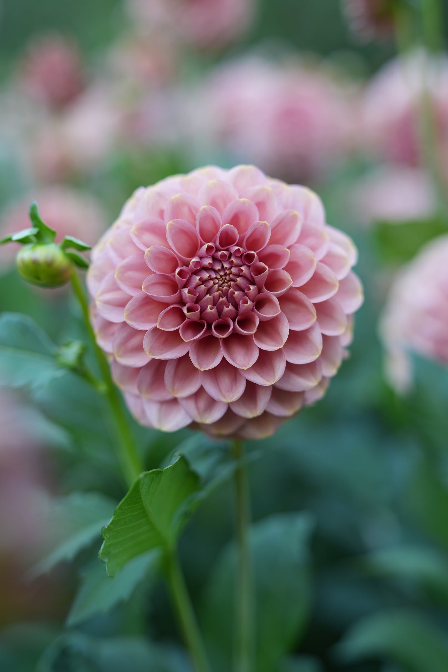 RM COPPER SHIMMER - NEW 2026!